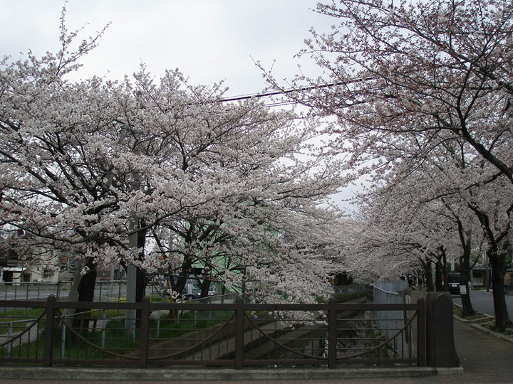 Sakura_08