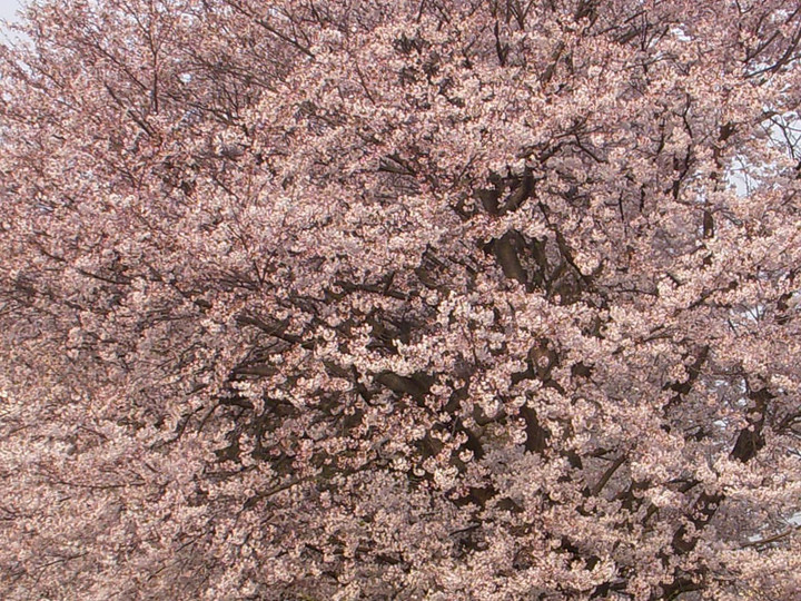 Sakura2009