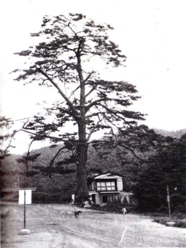 Gunma_chiyonomatsu