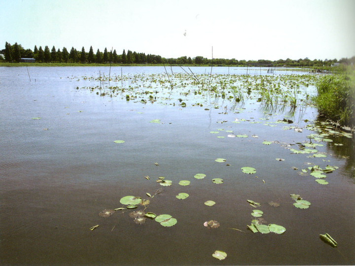 Tatebayashi_shironuma91