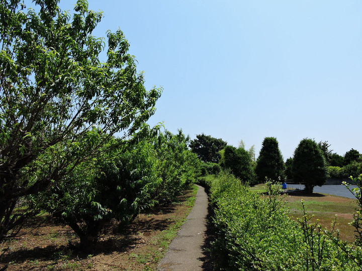 Hatogaya65