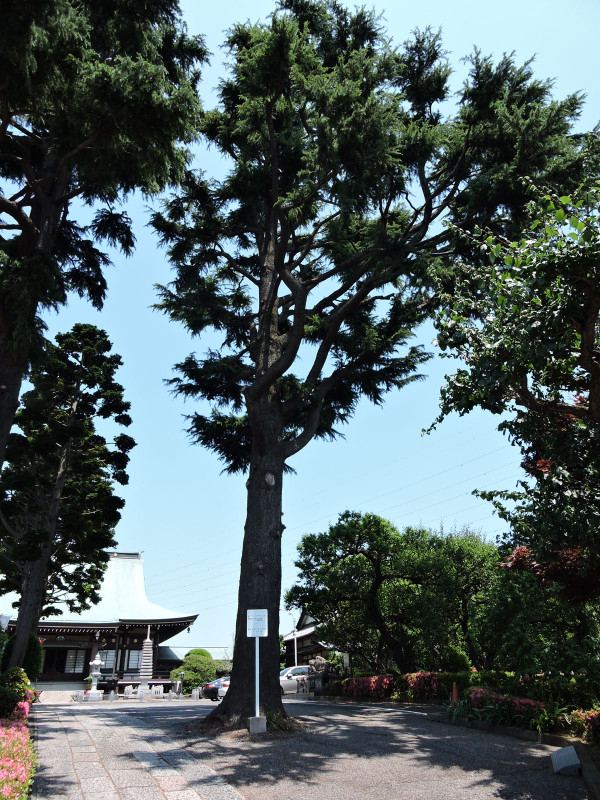 Hatogaya67