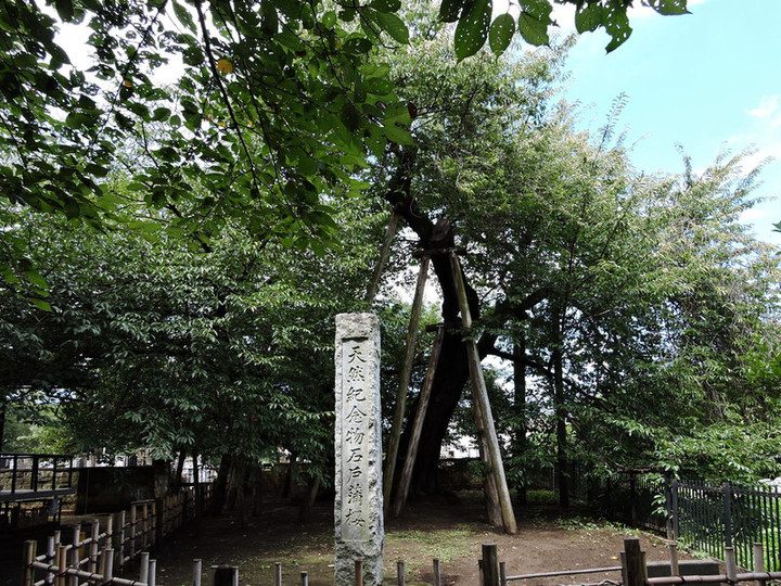 Kitamoto61