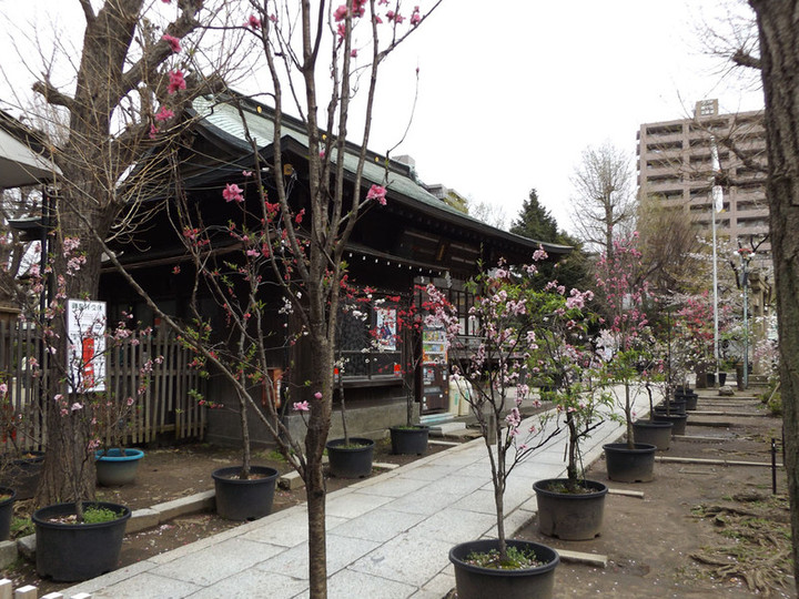 Arakawa_16