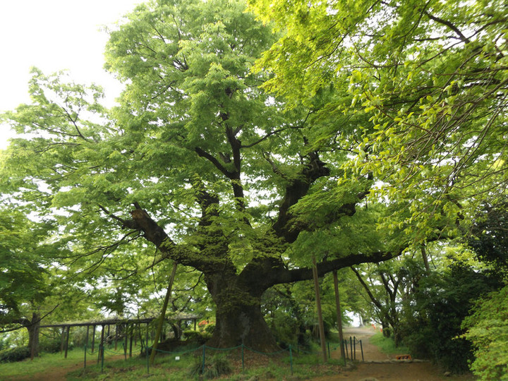 Kanayama_nitta19
