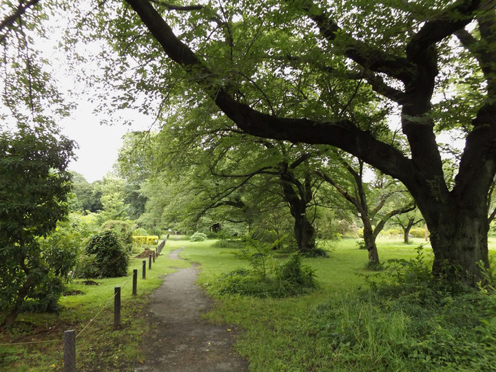 Koishikawa_33 Koishikawa_33