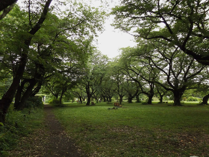 Koishikawa_34 Koishikawa_34