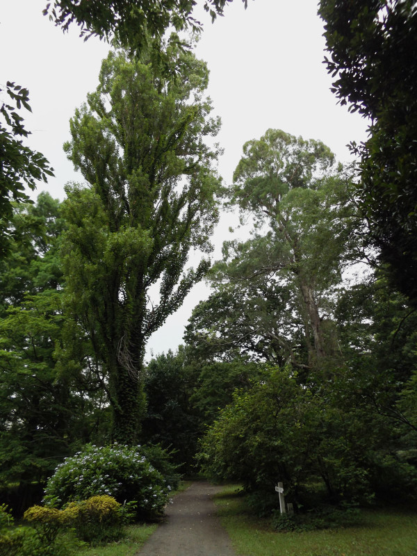 Koishikawa_35 Koishikawa_35