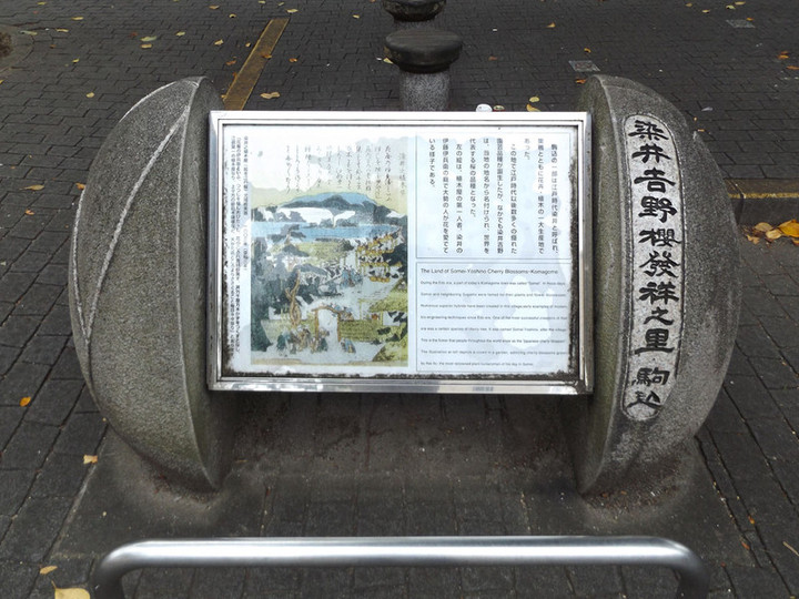 Komagome_someiyoshino1