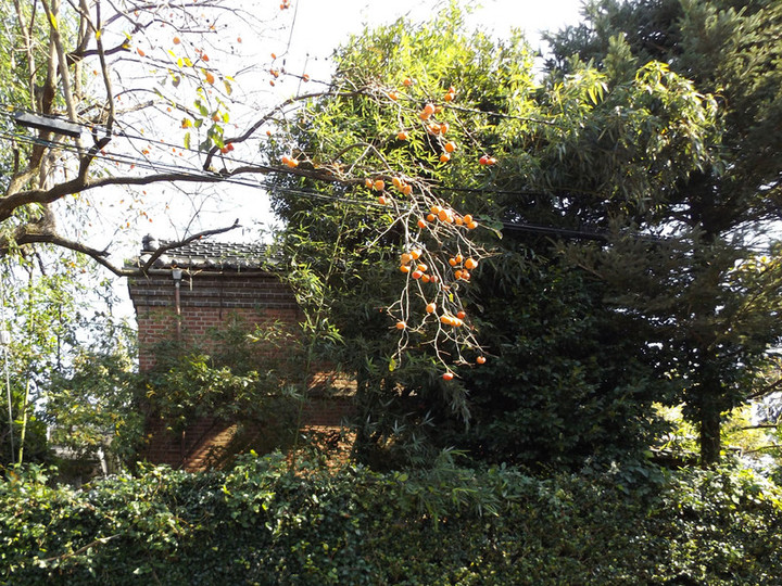 Ageo_kouyama3