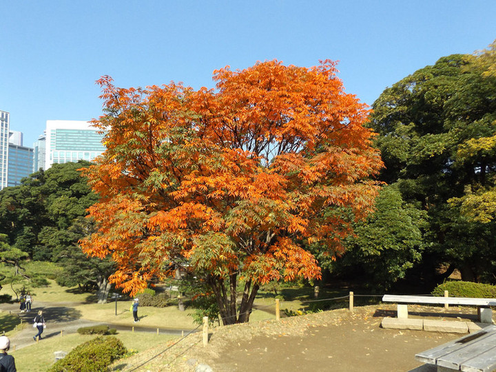 Hamarikyu04