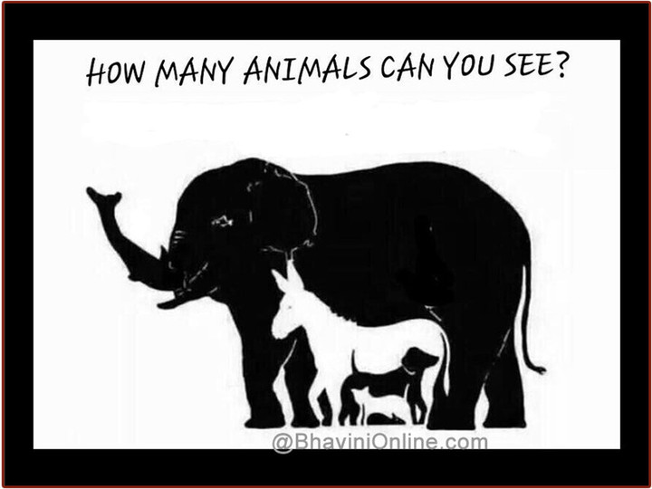 Animal16a