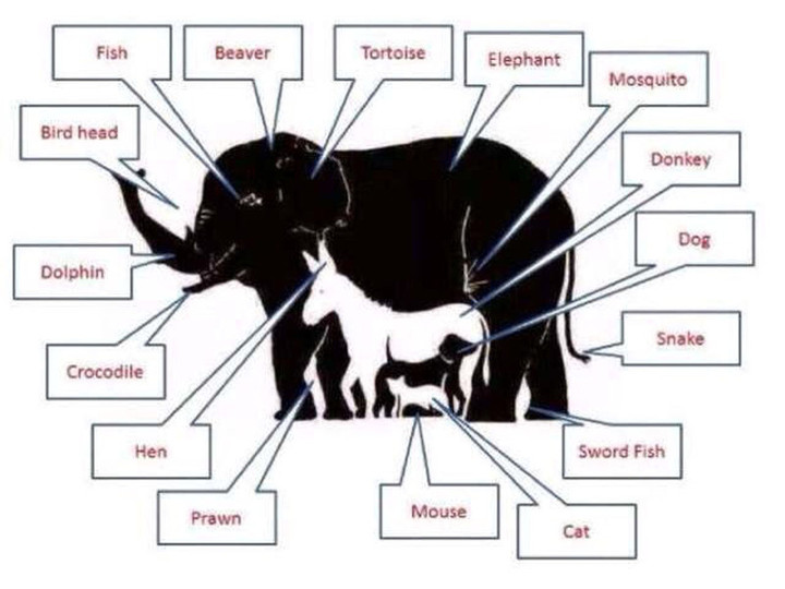 Animal16b