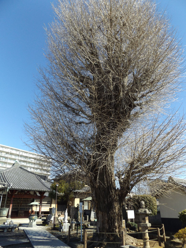 Kawaguchi_edobukuro3