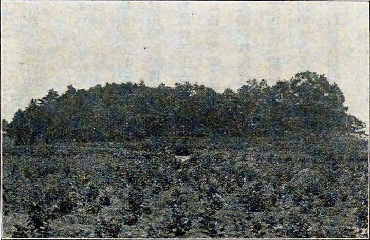 Kuragano_tsurumaki91