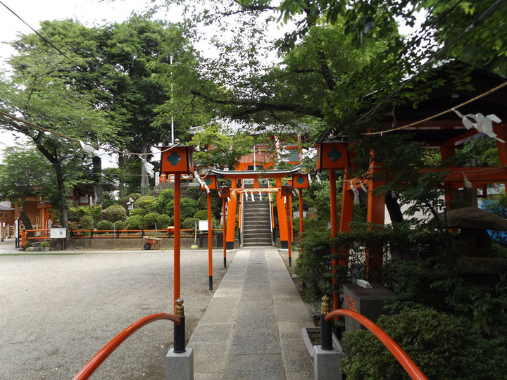 Warabi_tsukagoshi12