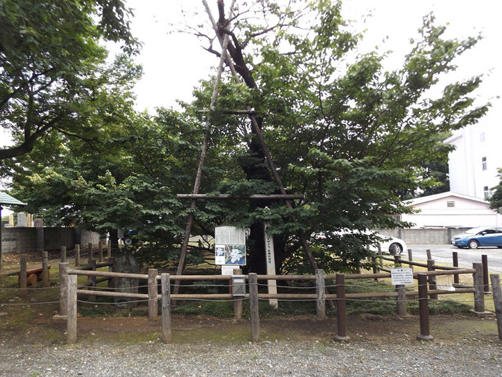 Shiki_shokatsu18