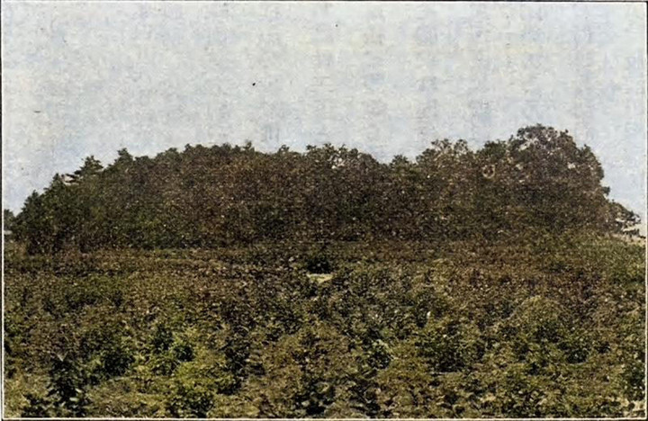 Kuragano_tsurumaki91c