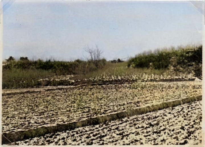 Kokugaku_kokubunji4c