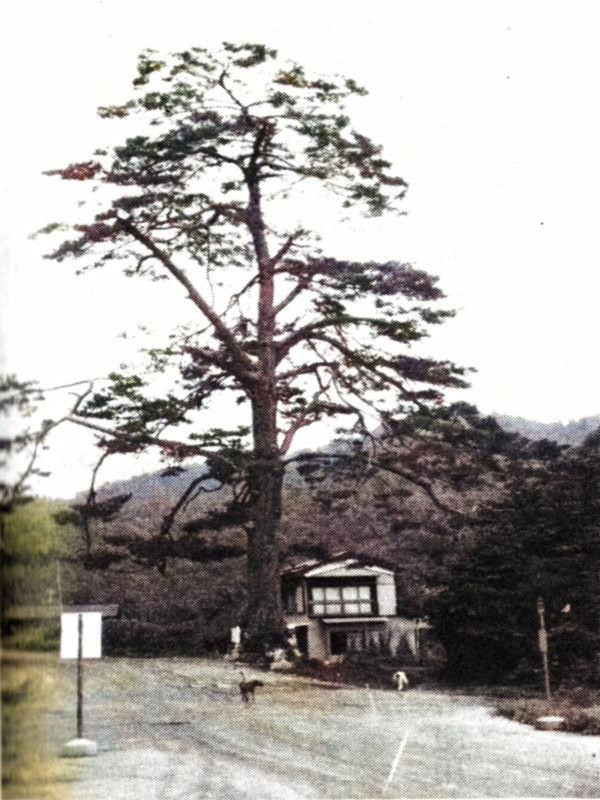 Gunma_chiyonomatsuc