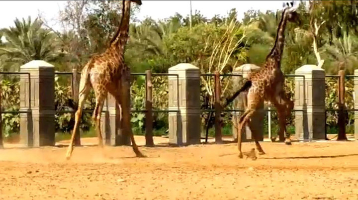 Giraffe_race1