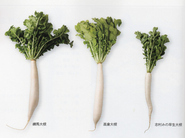 Edoyasai_daikon