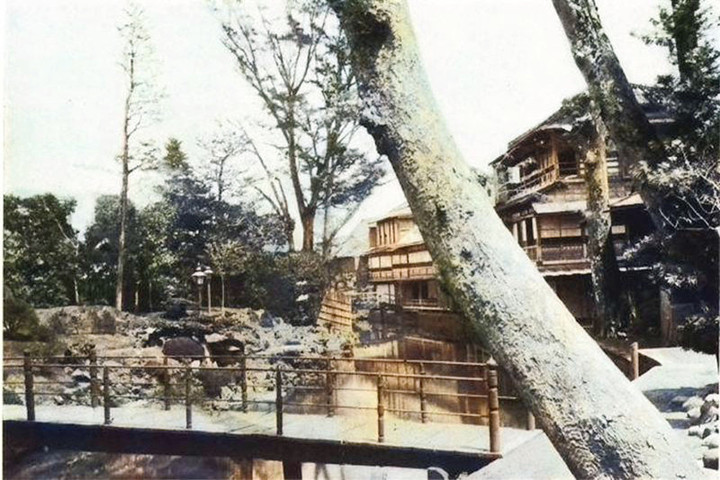 Ebiya_siebold2c_2