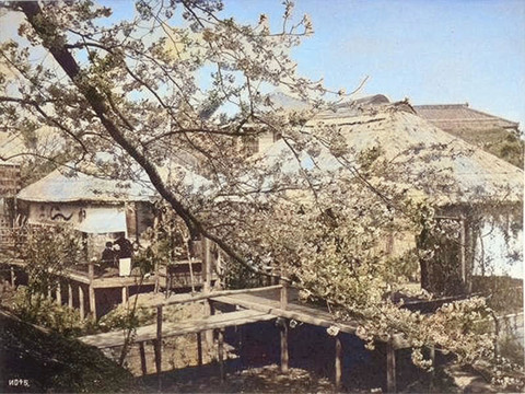 Sakuramochi1c